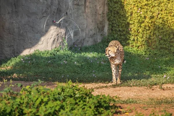 Guepardo Adulto Camina Parque Zoológico Safari Belleza Fuerza Los Grandes — Foto de Stock