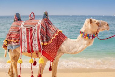 Süslü bir deve denizin arka planında turistleri bekliyor. Arabistan ve Afrika 'da seyahat maceraları