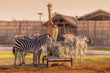 Zebralar, hayvanat bahçesine ve safari parkına giden bir zürafanın arka planında taze saman ve karışık yem yiyorlar..