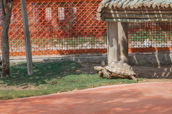 África Continental Tortuga Estimulada Una Las Tortugas Más Grandes Del — Foto de Stock