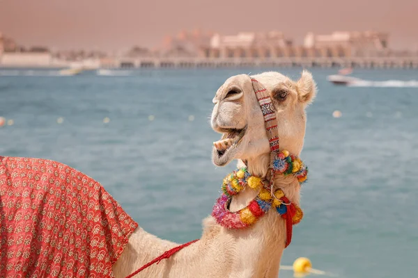 Divertido Camello Decorado Riendo Esperando Los Turistas Fondo Del Mar — Foto de Stock