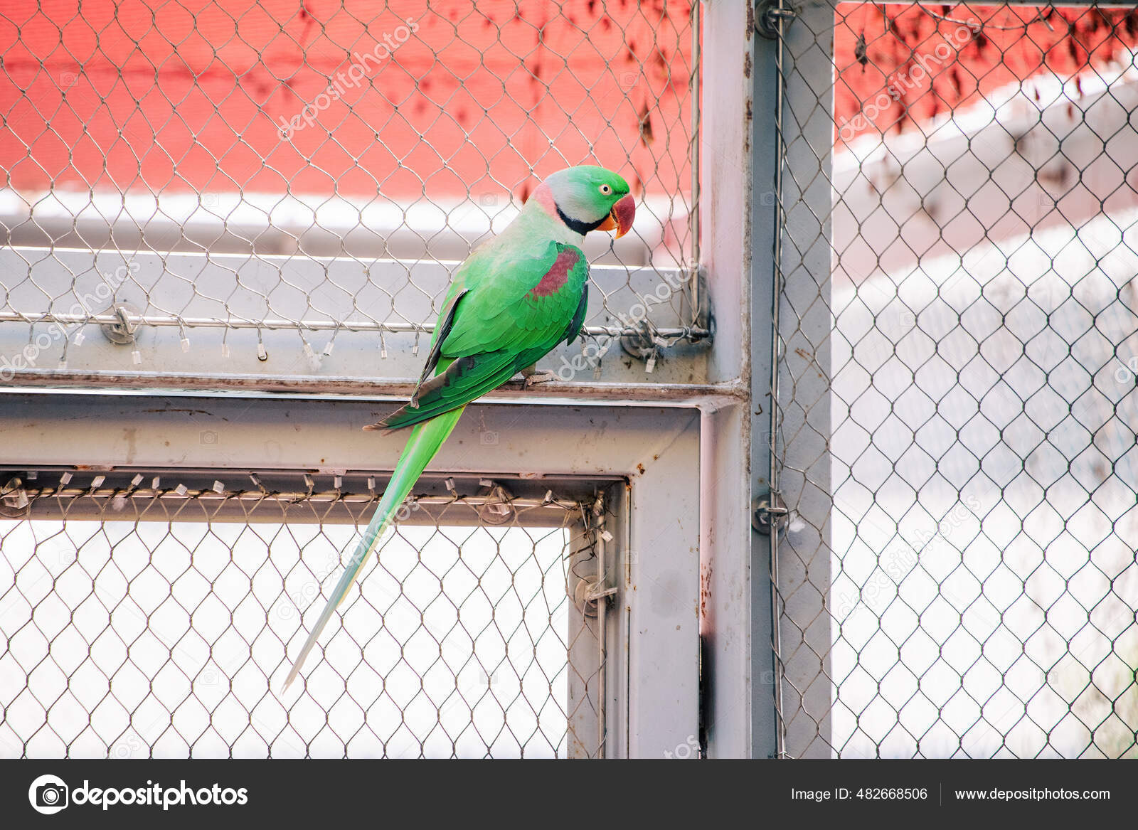 Big Green Alexandrian Collared Parrot Psittacula Eupatria Sits