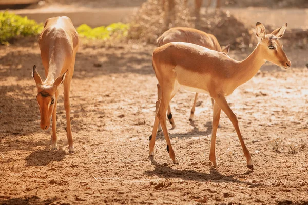Antilope Impala Uno Degli Animali Più Veloci Del Mondo Nella — Foto Stock