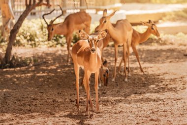 Impala antilobu dünyadaki en hızlı hayvanlardan biridir. Fotoğrafta, bir dişi sürüsü doğal parkın etrafında dolaşıp yiyecek arıyor..