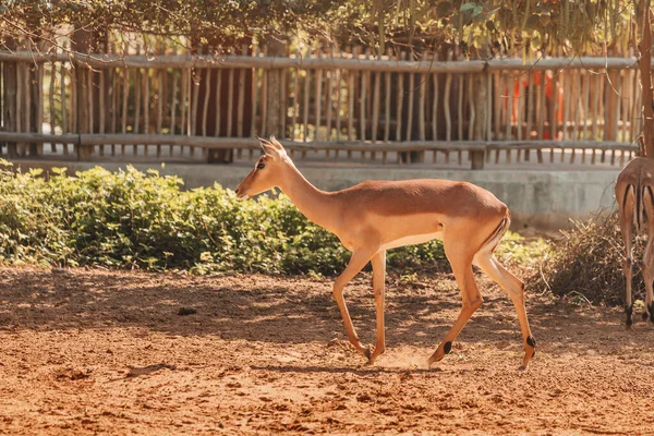 Antilope Impala Uno Degli Animali Più Veloci Mondo — Foto Stock