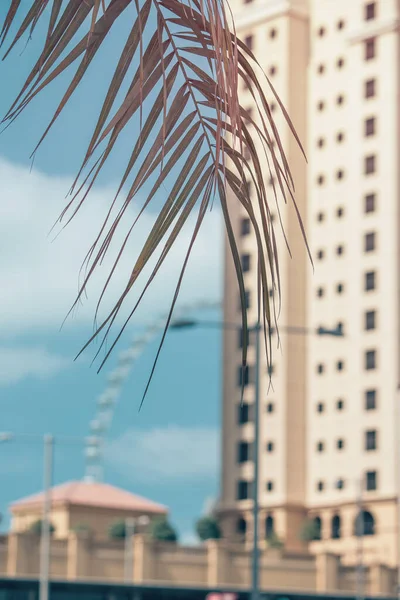 Hojas Palmera Primer Plano Moderno Edificio Oficinas Residenciales Zona Turística —  Fotos de Stock