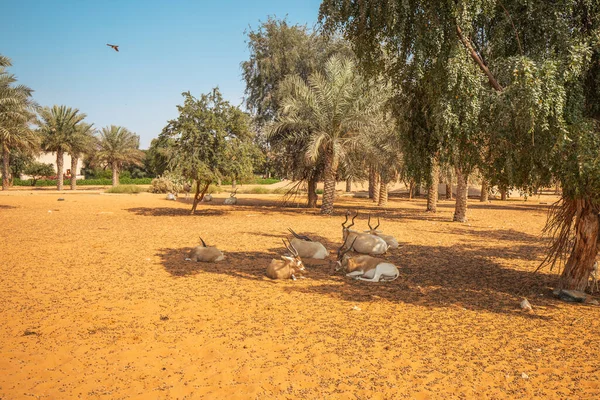 Small Herd Arabian Antelope Resting Heat Shade Tree — Foto de Stock