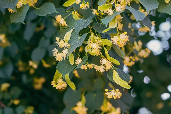 木の開花中のリンデンの花 伝統的な医薬品やビールの製造のために収集 収穫されます — ストック写真