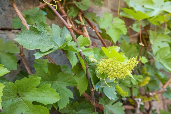 Uma Flor Pequenos Ovários Uvas Jardim Vinha Como Símbolo Crescimento — Fotografia de Stock