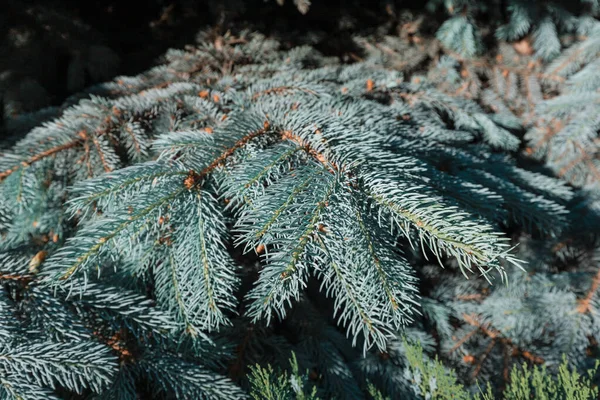 Modrý Smrk Nebo Picea Pungens Větve Jehlami Přírodním Parku Jako — Stock fotografie