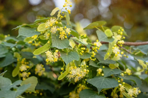 春の開花時にリンデンの木の花から花粉を収集します — ストック写真