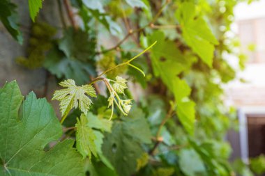 Çiftlikteki bir üzüm bağında yetişen yeni bir üzüm filizi.