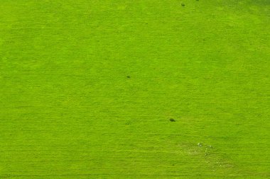 Çayırdaki yeşil çimlerin havadan görünüşü. Sığır otlağı ve doğal soyut arkaplan