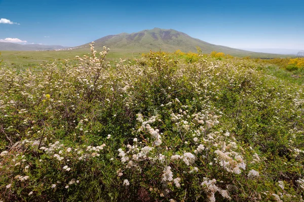Поле Лугових Квітів Гора Араї Лерр Задньому Плані Вірменії — стокове фото