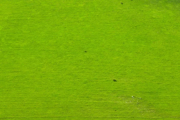 Çayırdaki yeşil çimlerin havadan görünüşü. Sığır otlağı ve doğal soyut arkaplan