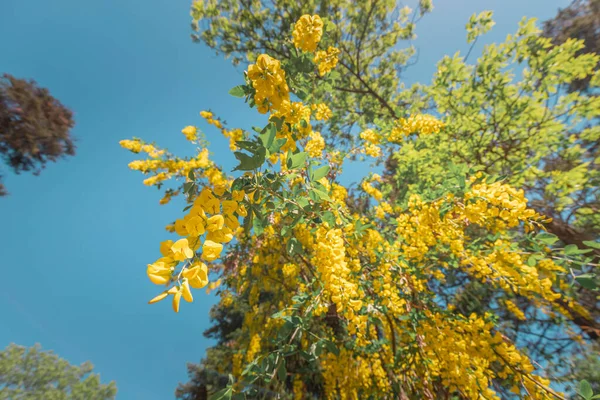 Siberian Peashrub Caragana Arborescens Arbusto Forma Árvore Que Floresce Primavera — Fotografia de Stock