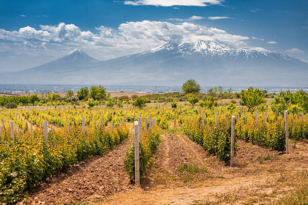 Smooth rows of vineyards against the backdrop of the majestic Mount Ararat in Armenia. Grape agriculture and production of high-quality varieties of wine