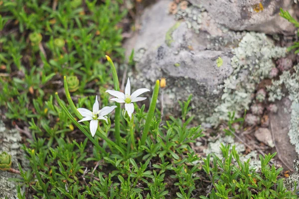 Planta Ornitogalum Florescendo Perto Pedra Musgosa Também Chamado Estrela Bainha — Fotografia de Stock