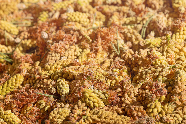 Сбор и уборка сосновой пыльцы с соцветий и молодых конусов хвойных деревьев весной. Пищевая добавка, богатая витаминами и микроэлементами