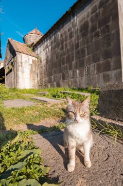 Komik bir kedi, Ermenistan 'daki Haghpat Manastırı' nda yaşarken güneşin sıcacık ışınlarının tadını çıkarıyor.