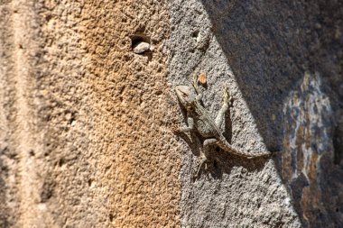 Duvarda antik bir kilisede sürünen bir kertenkele.