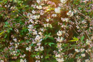 Bahar bahçesindeki Abeliophyllum distichum çalı çiçekleri. Polen ve alerji kavramı