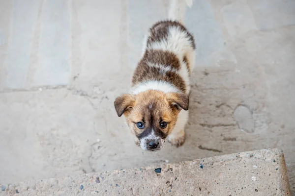 Cute Stray Puppy Search Home New Owner — Stock Photo, Image