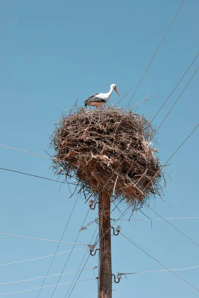 Stork Has Built Huge Nest Dry Twigs Electric Pole Village — Stock Photo, Image