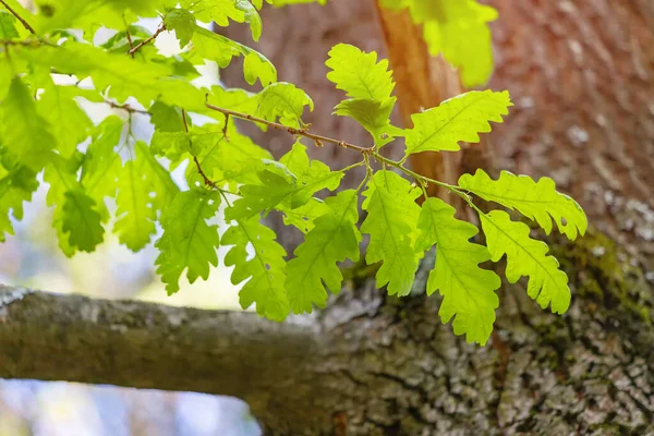 Frische Und Sattgrüne Blätter Einem Zweig Der Eiche Quercus Cerris — Stockfoto