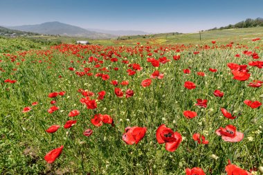 Tarlada çiçek açan gelincikler ve arka planda buidling çiftliği. Papaver çiçekleri uyuşturucu içerir ve genellikle uyuşturucu üretiminde kullanılır.
