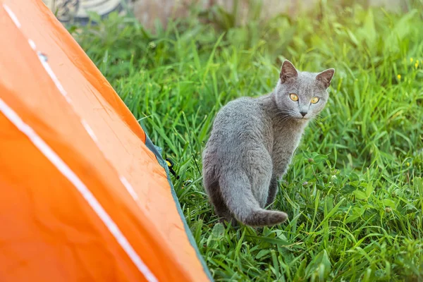 Animal Compagnie Près Une Tente Dans Camping Sur Une Pelouse — Photo