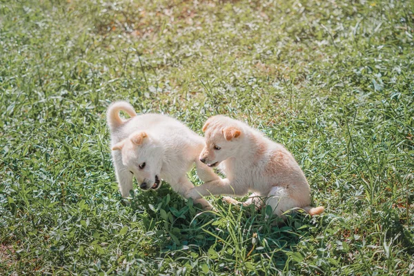 Два Милых Белых Пушистых Щенка Играют Дерутся Зеленой Траве Парке — стоковое фото