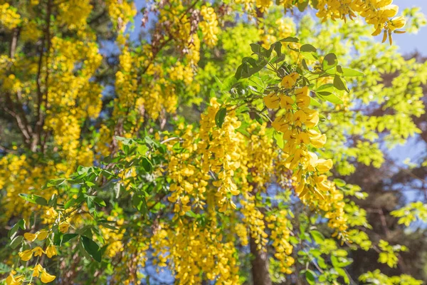 Siberian Peashrub Caragana Arborescens Arbusto Forma Árvore Que Floresce Primavera — Fotografia de Stock