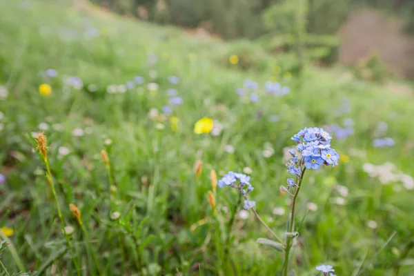 Alpine Forget Cresce Una Radura Montagna — Foto Stock