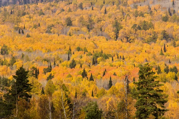鳥の目から見た秋の森 — ストック写真