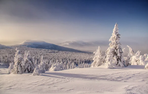 Verschneite Winterlandschaft mit schneebedeckten Bäumen — Stockfoto