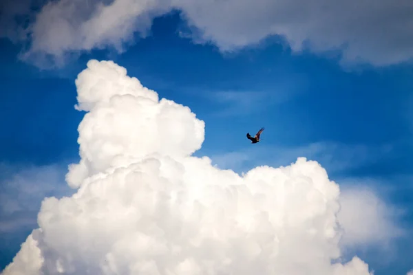 Orel létá na obloze — Stock fotografie
