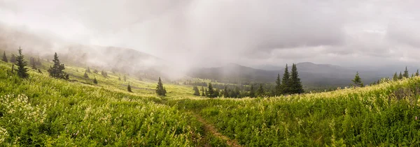 Туманний glade — стокове фото