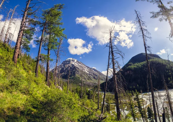 Högt berg genom skogen — Stockfoto