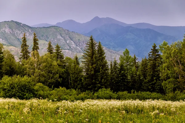 Borde del bosque y montañas púrpuras en la distancia — Foto de Stock