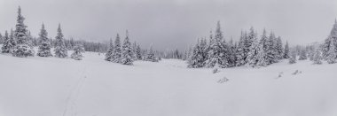 kış orman bir kar yağışı sonra