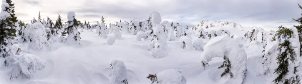 Winter forest after a snowfall — Stock Photo, Image