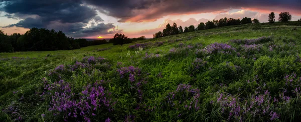 Gün batımında çiçekli meadows — Stok fotoğraf