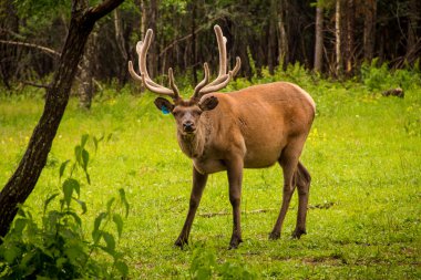 Yetişkin Kızıl geyik