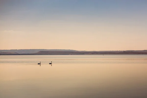 Дві лебеді на воді — стокове фото