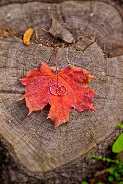 Snubní prsteny na pařezu v podzimním lese — Stock fotografie