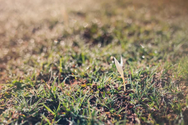 Torr vit blomma i vått gröna gräs. — Stockfoto