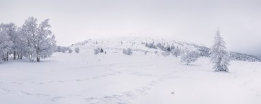 Kar alan ve ağaçlar kaplı kar tarafından