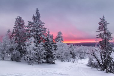 Kayak izi ile bir açıklıkta bir kış ormanda günbatımı Panorama
