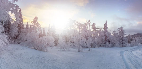 Winter forest solnedgång solstrålar — Stockfoto